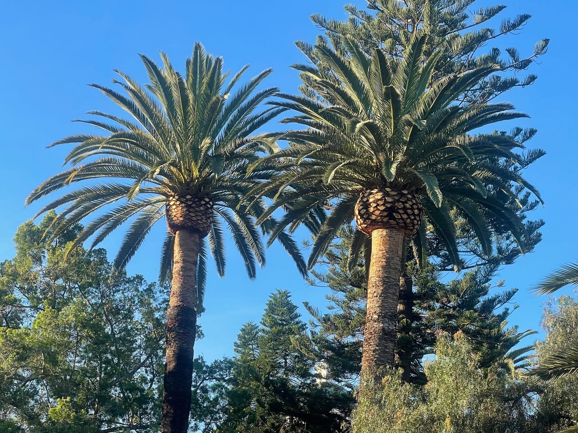 Two tall palm trees against a clear blue sky, with green treetops visible in the background.
