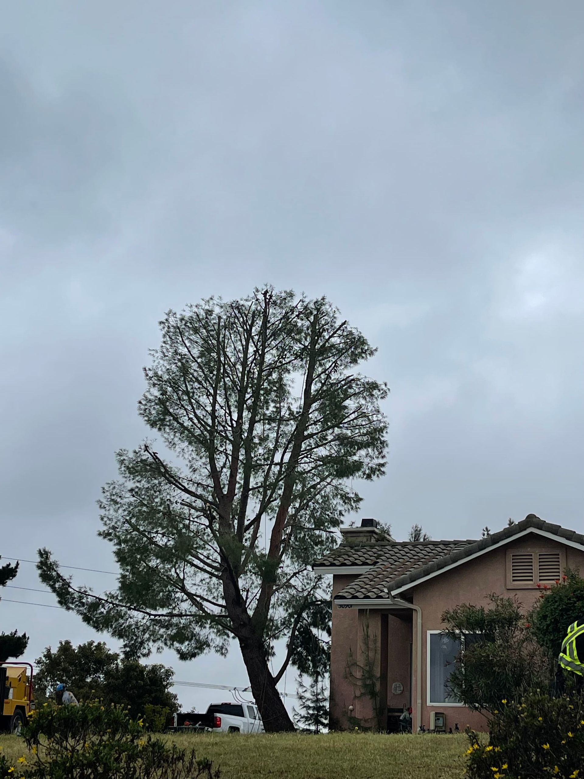 A tall tree beside a house on a cloudy day; green foliage, tan building, and gray sky.