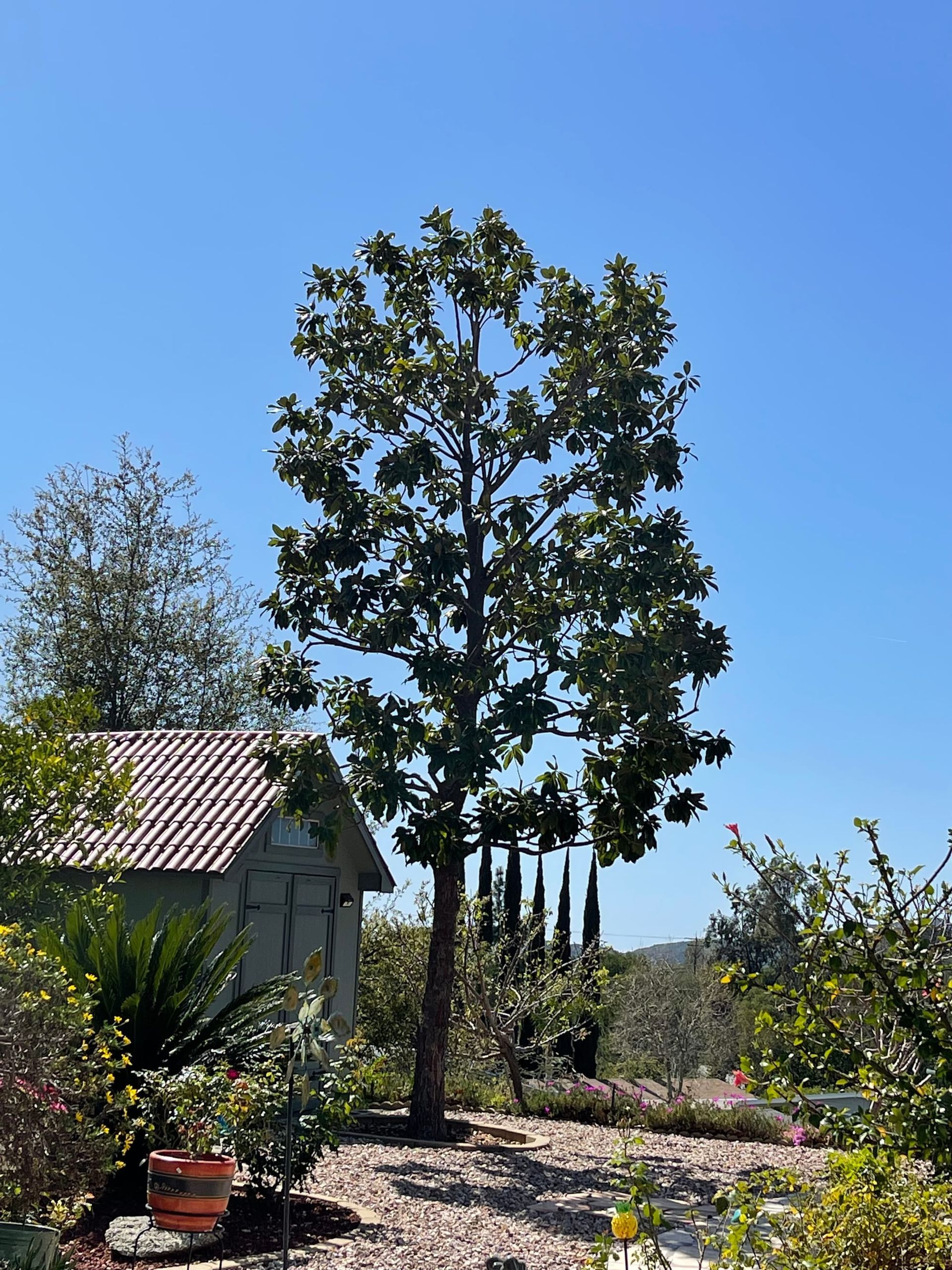 A tree in a garden with a small shed, against a blue sky. The garden features various plants and trees.