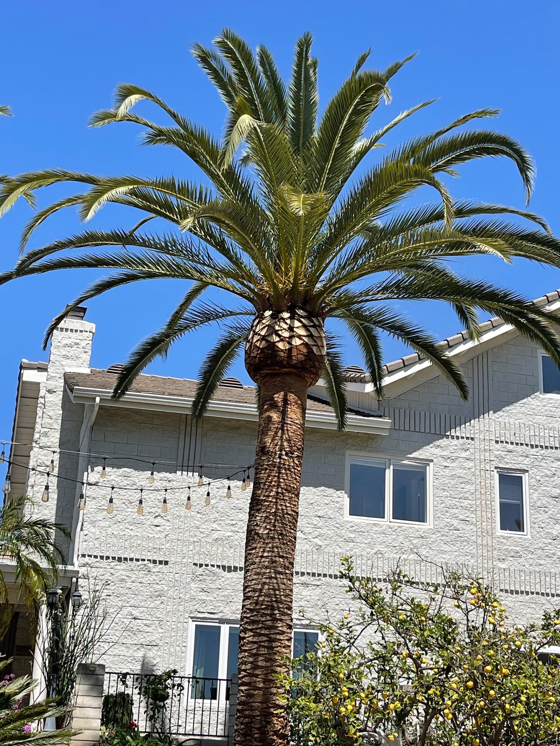 Palm tree in front of a two-story stone house against a bright blue sky.