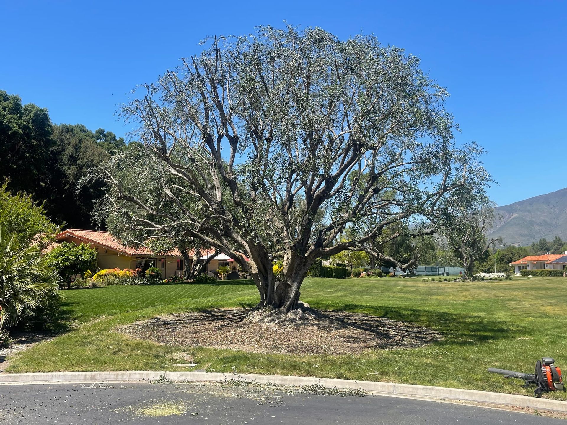 Mature tree with gray-green foliage in a well-manicured lawn on a sunny day, with houses and hills visible in the background.