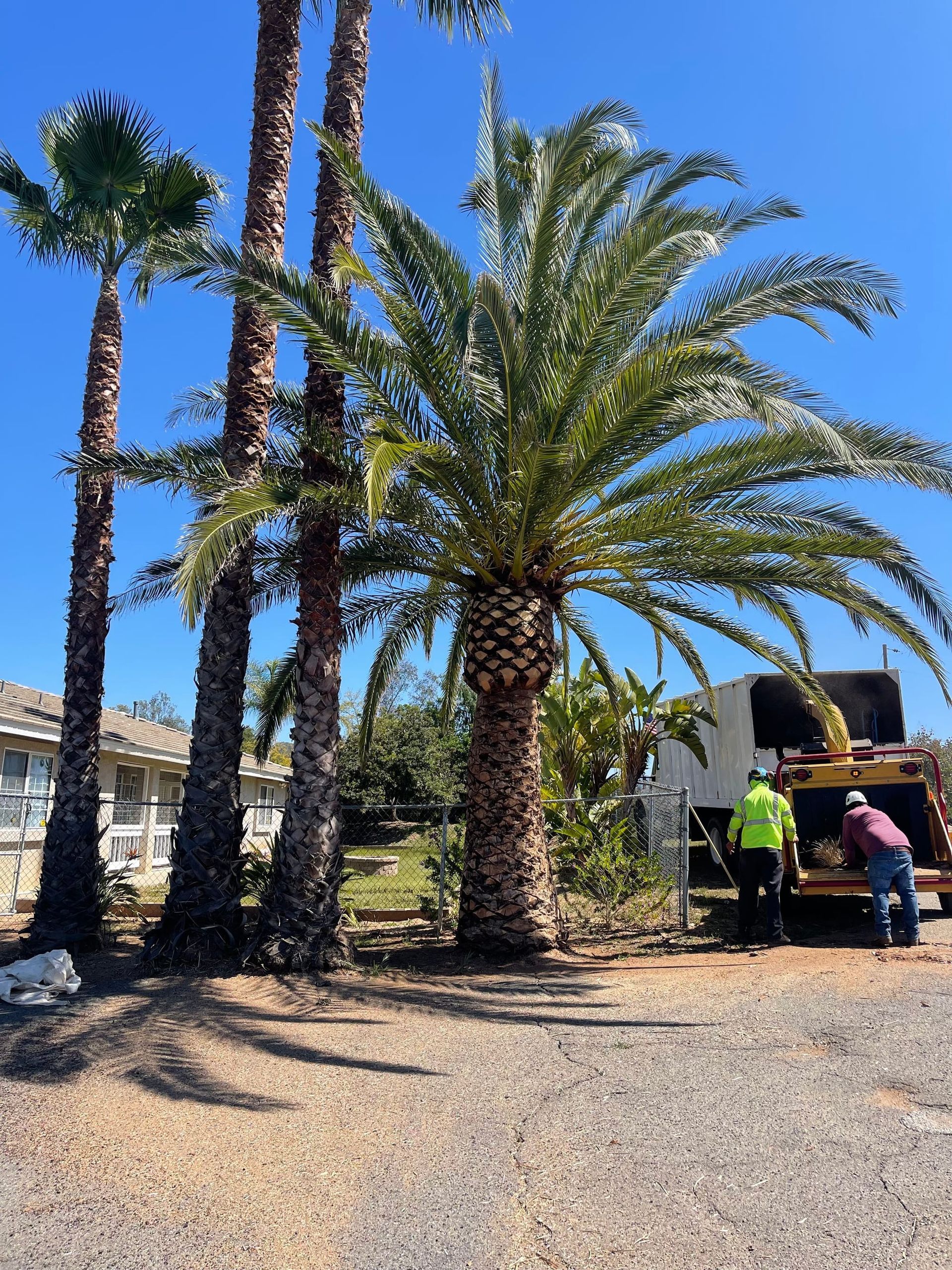 Three palm trees with workers operating a wood chipper in front of them under a blue sky.