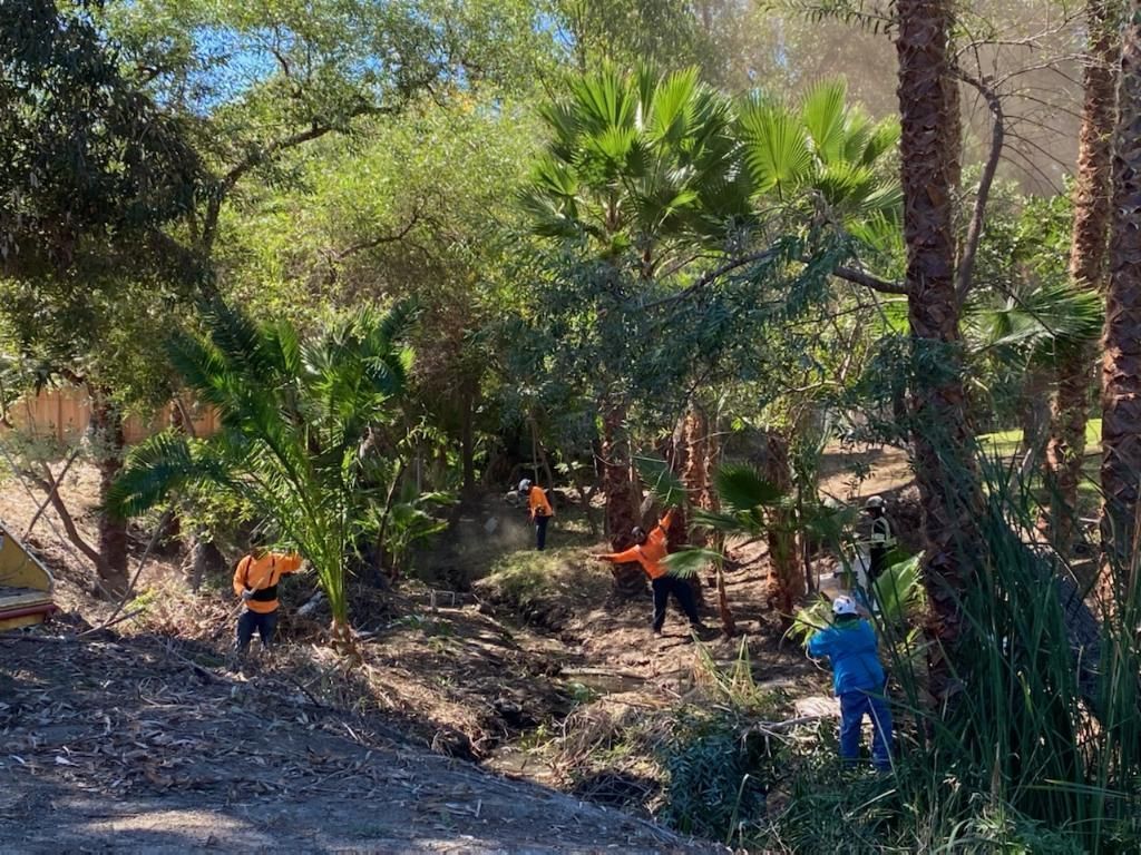 Workers in orange vests clear brush in a lush, green area with palm trees and dense foliage.