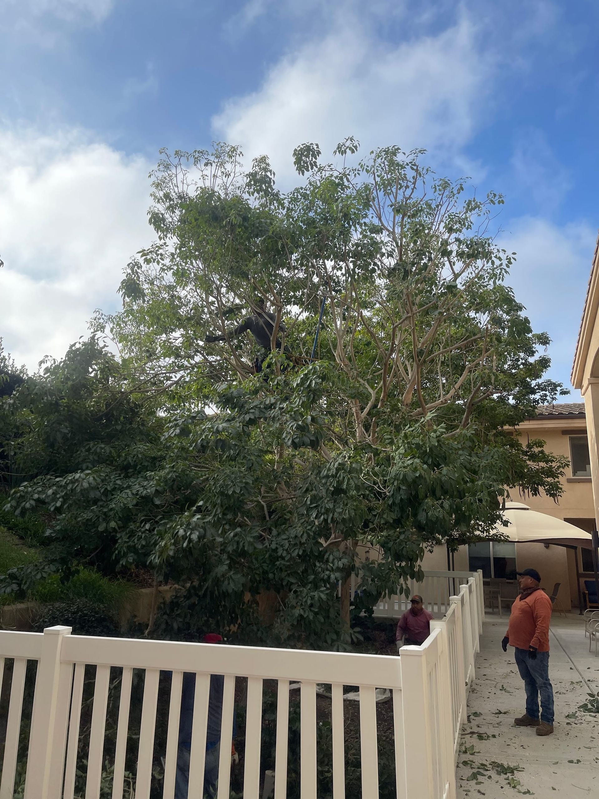 Tree trimming: A person in a tree, several others standing near a white fence. Blue sky in the background.