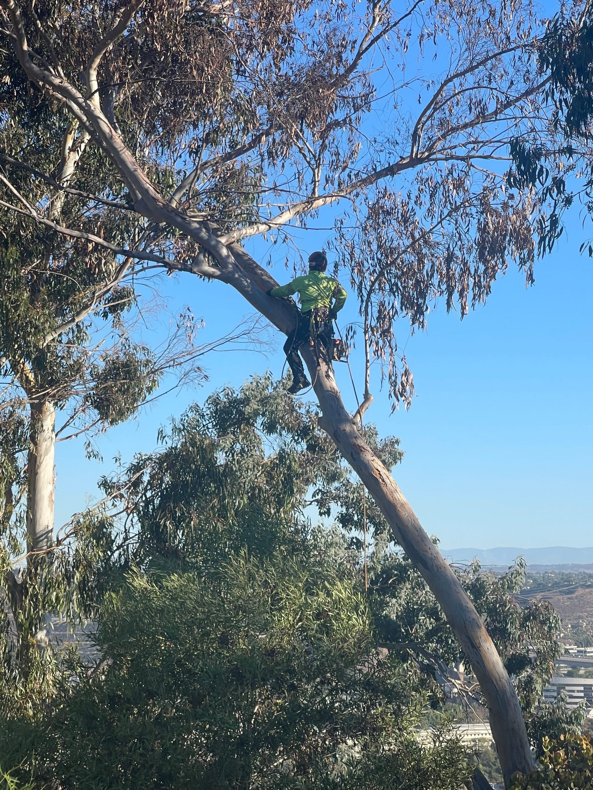A tree service worker in a harness cutting a tree branch on a sunny day. Green shirt, blue sky, suburban background.