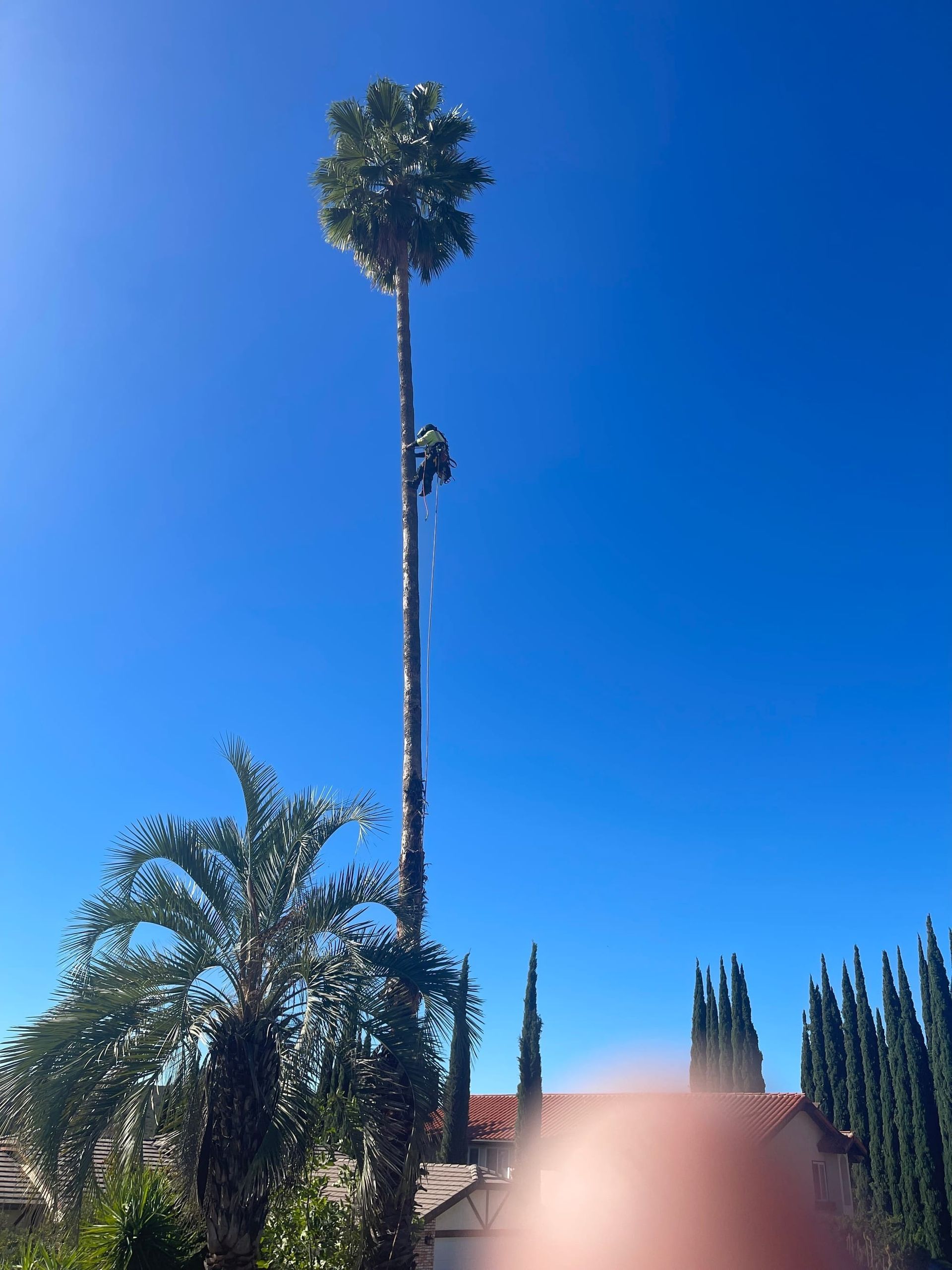 Tall palm tree being trimmed by a worker. Clear blue sky. Other trees and rooftops are visible.