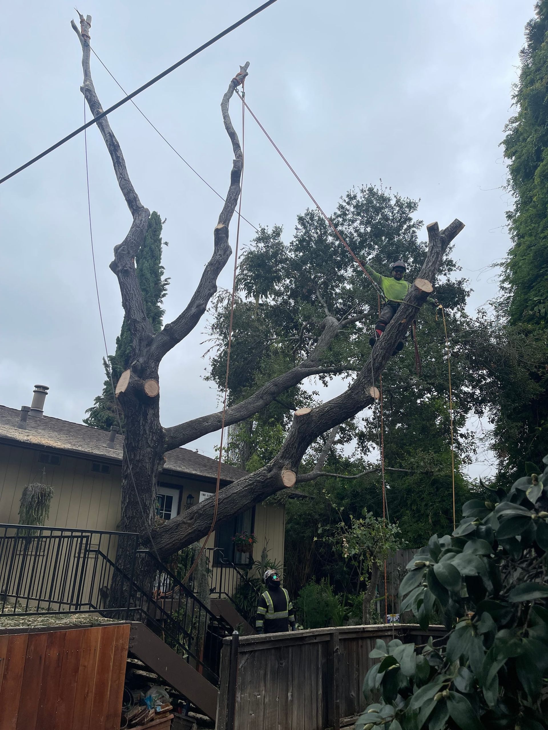 Tree being trimmed near a house. A worker in a green shirt is high in the branches with ropes and equipment.