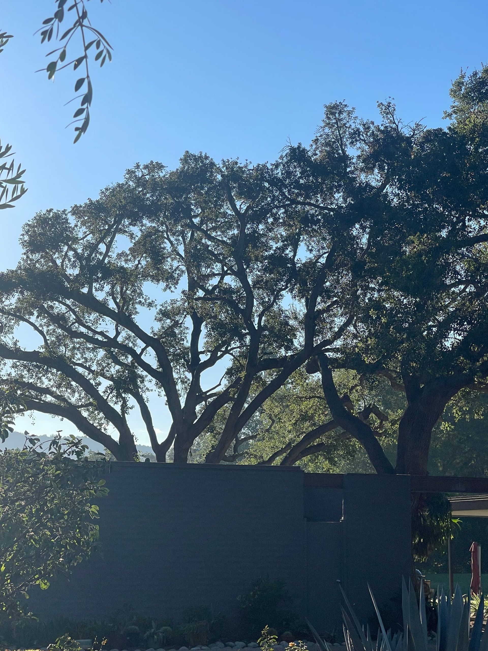 A large, leafy tree against a clear blue sky, with a dark, rectangular structure in front.