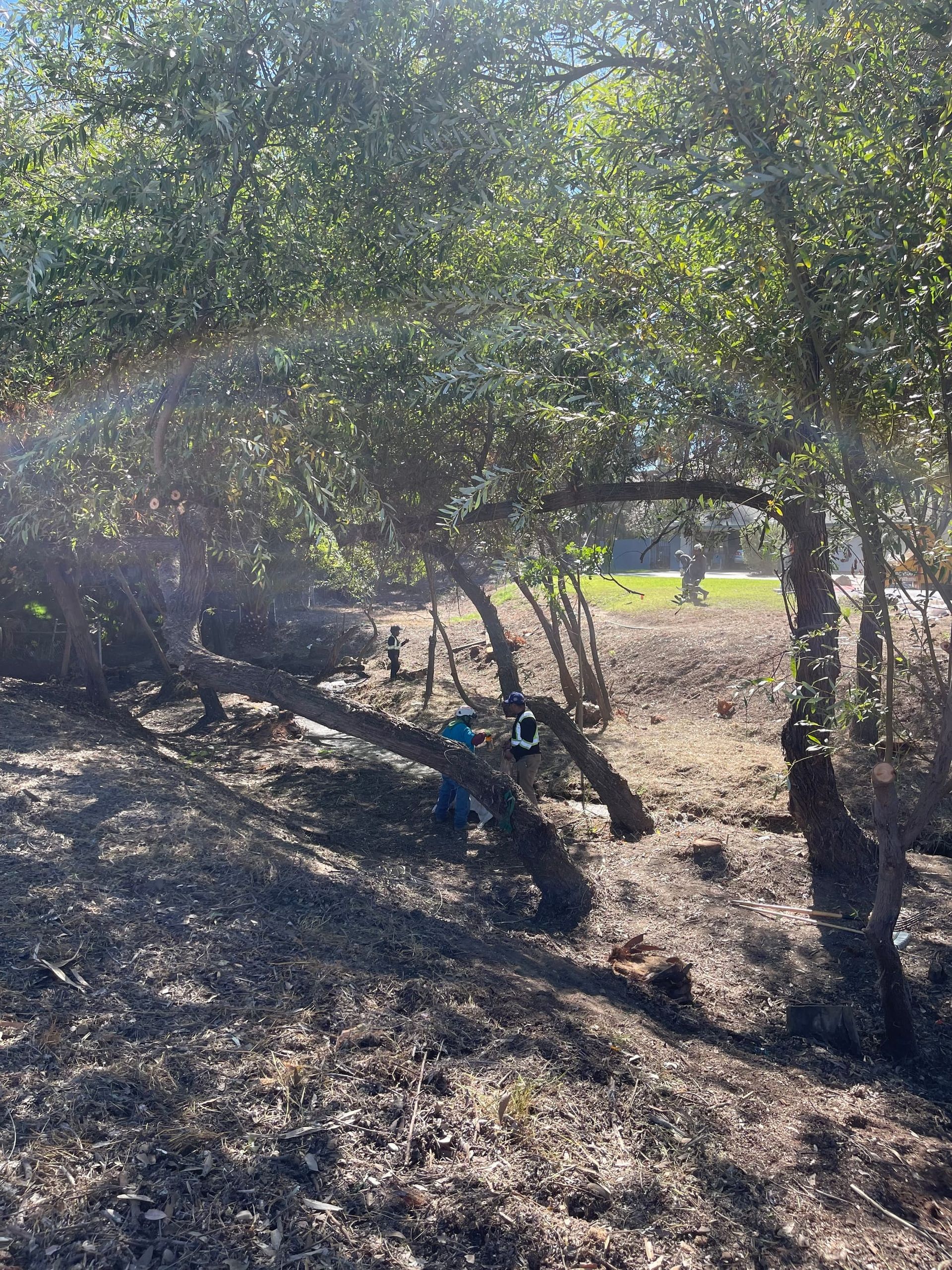 A person with a dog in a sunny, wooded area. The dog is blue and the person is wearing dark clothing.