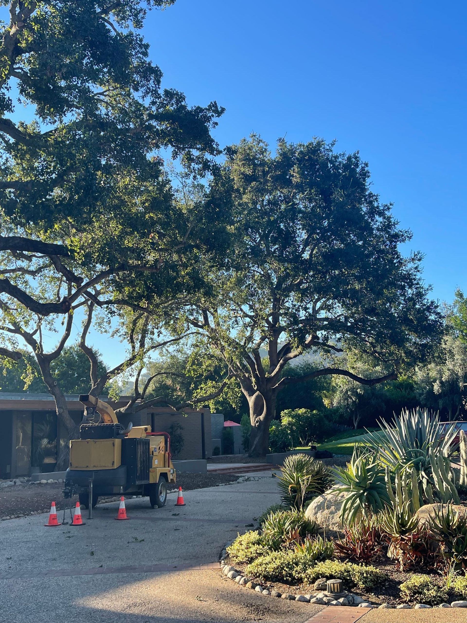 A yellow wood chipper on a gravel driveway next to a large tree, with a building and landscaping in the background.