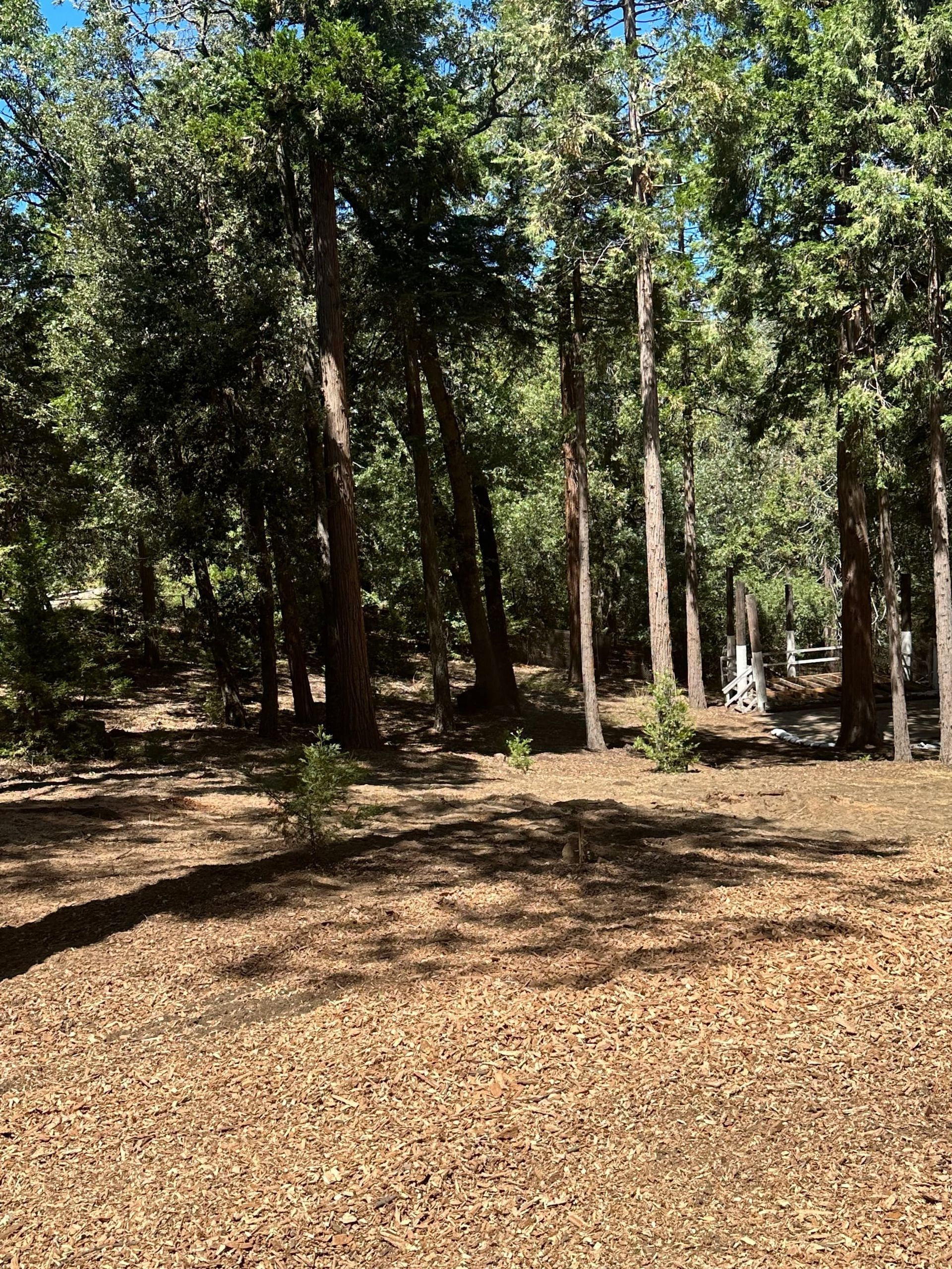 Forest scene with tall trees casting shadows on a ground covered in wood chips under a sunny sky.
