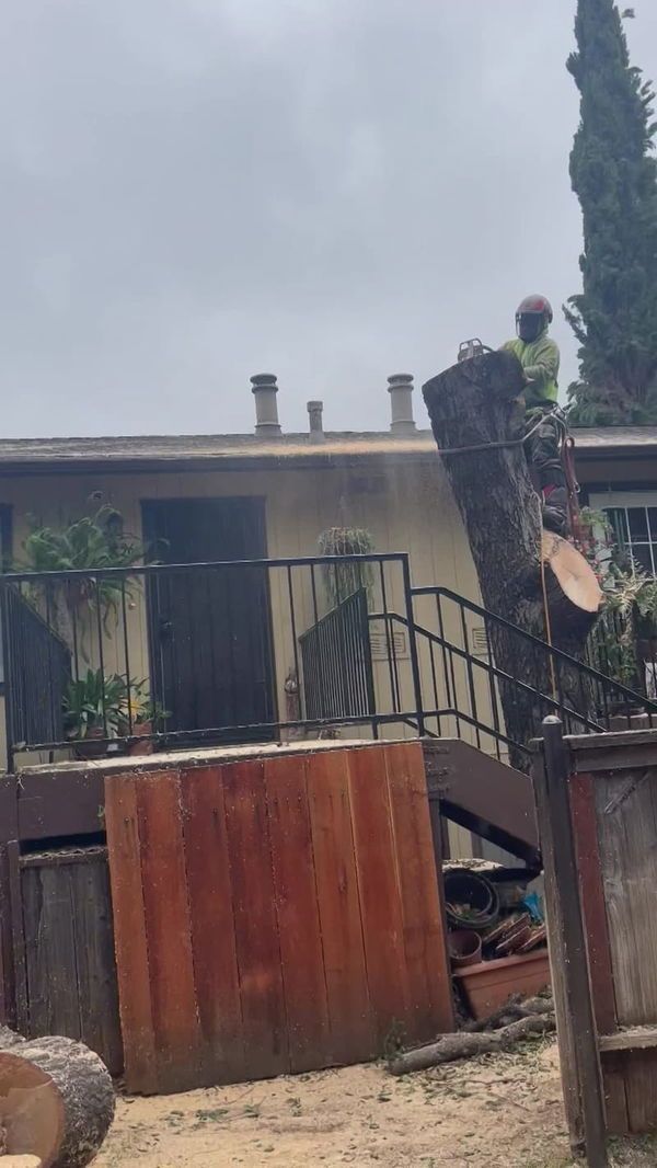 A tree service worker saws a tree trunk near a residential building. The worker is wearing a helmet and working on a stump.