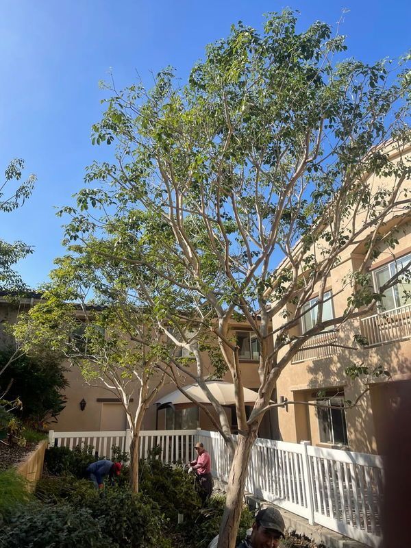 Two trees with light-colored bark are in front of a white fence and beige building. Workers are trimming bushes in the garden.