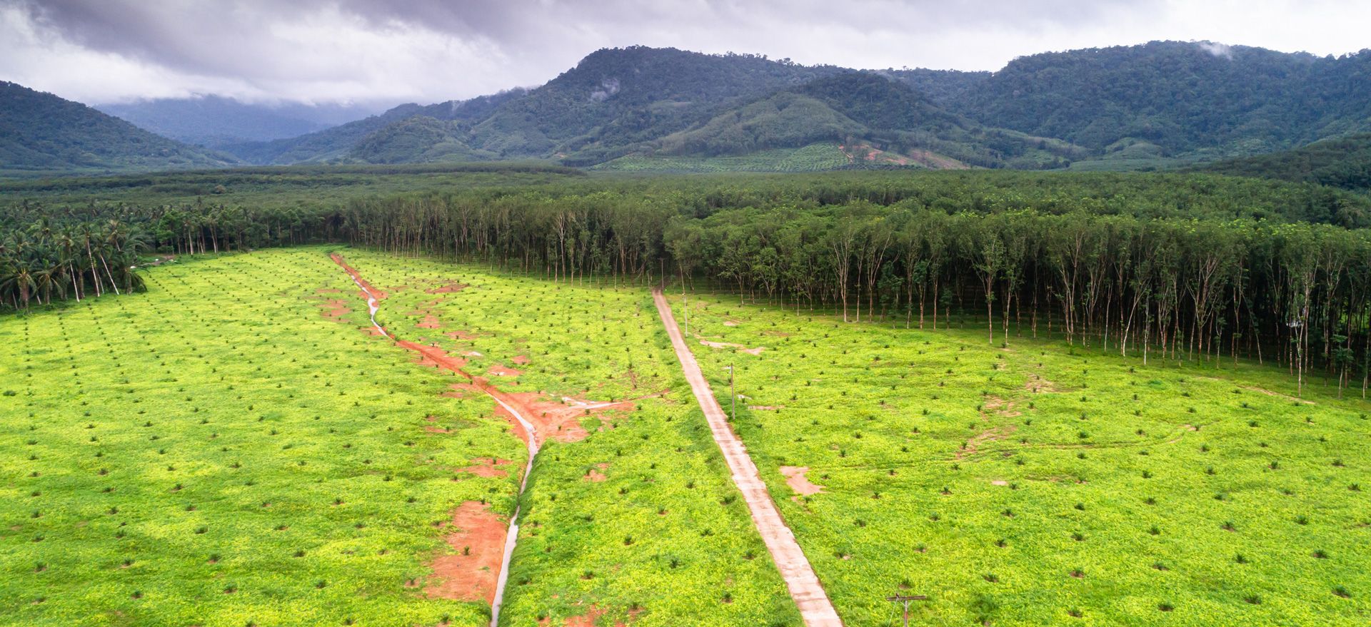 Deforested land cleared for agriculture, likely a palm oil plantation, with a road leading through it and forested mountains in the background.