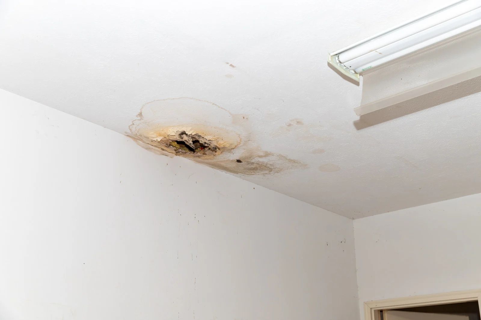 Water-damaged ceiling with dark staining and discoloration, near a white fluorescent light fixture.