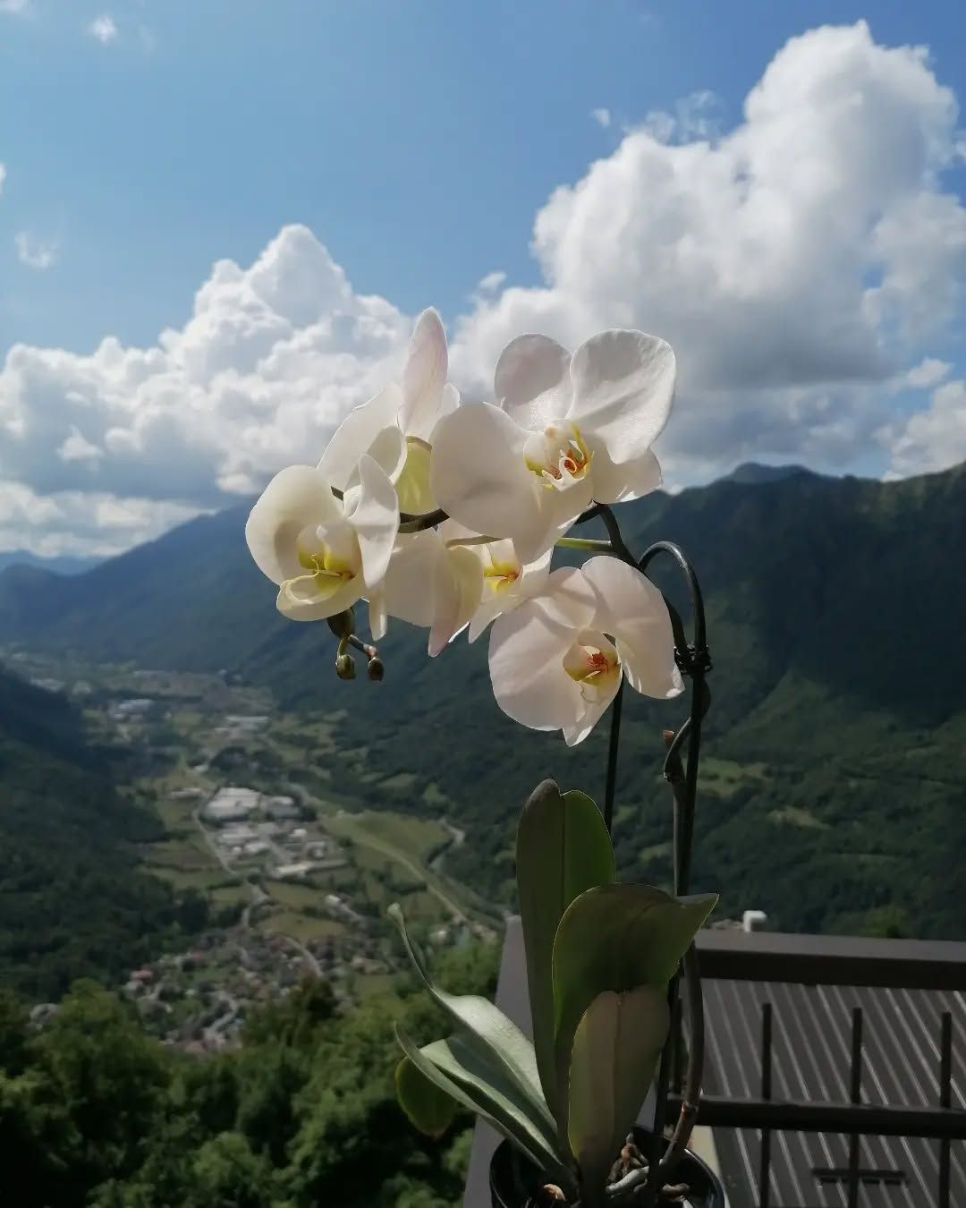 Spazi esterni del Ristorante Pizzeria Belvedere foto 4