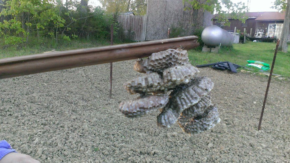 Paper Wasp Nest