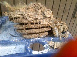 Yellow Jacket Wasp Nest without the Paper Sack