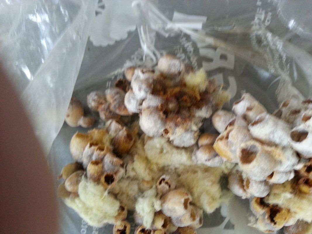 Another Bumble Bees Nest