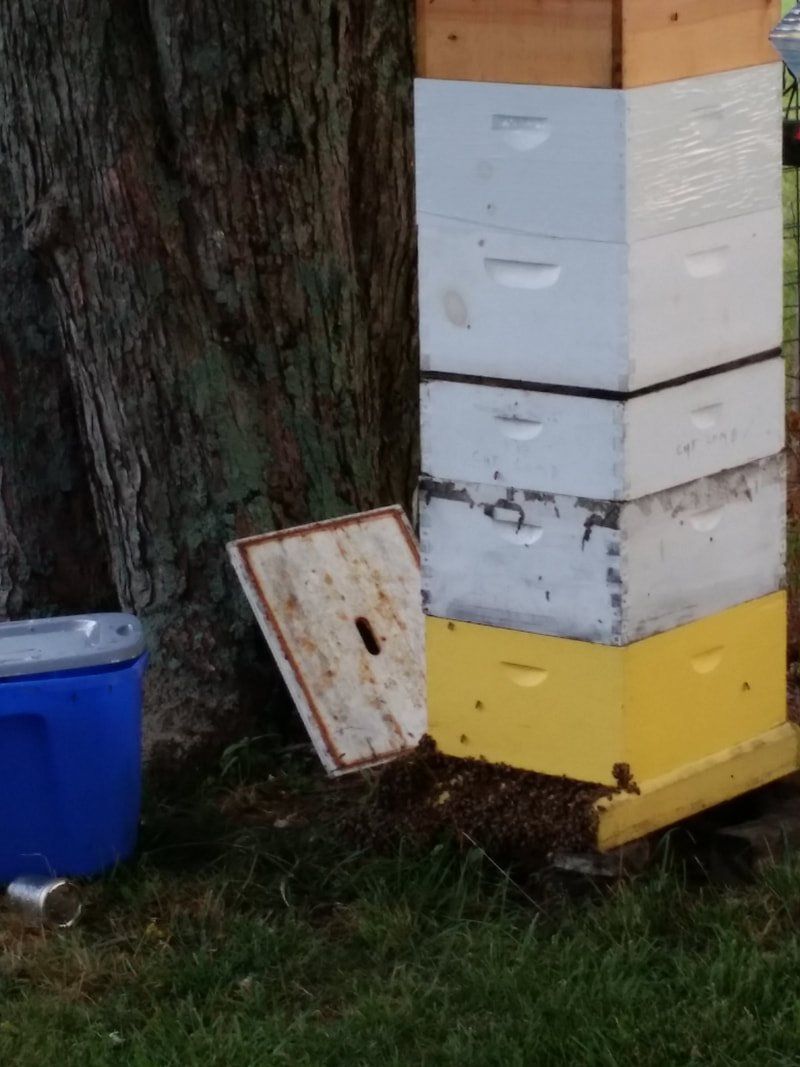 Bee Hive Boxes