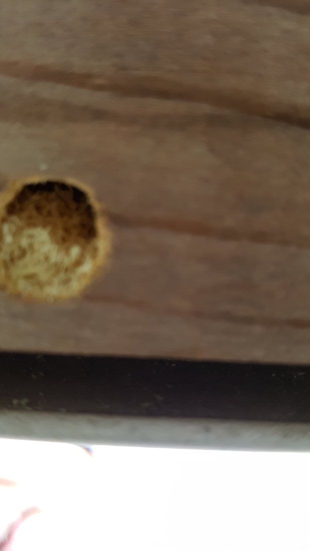 Carpenter Bee Nest