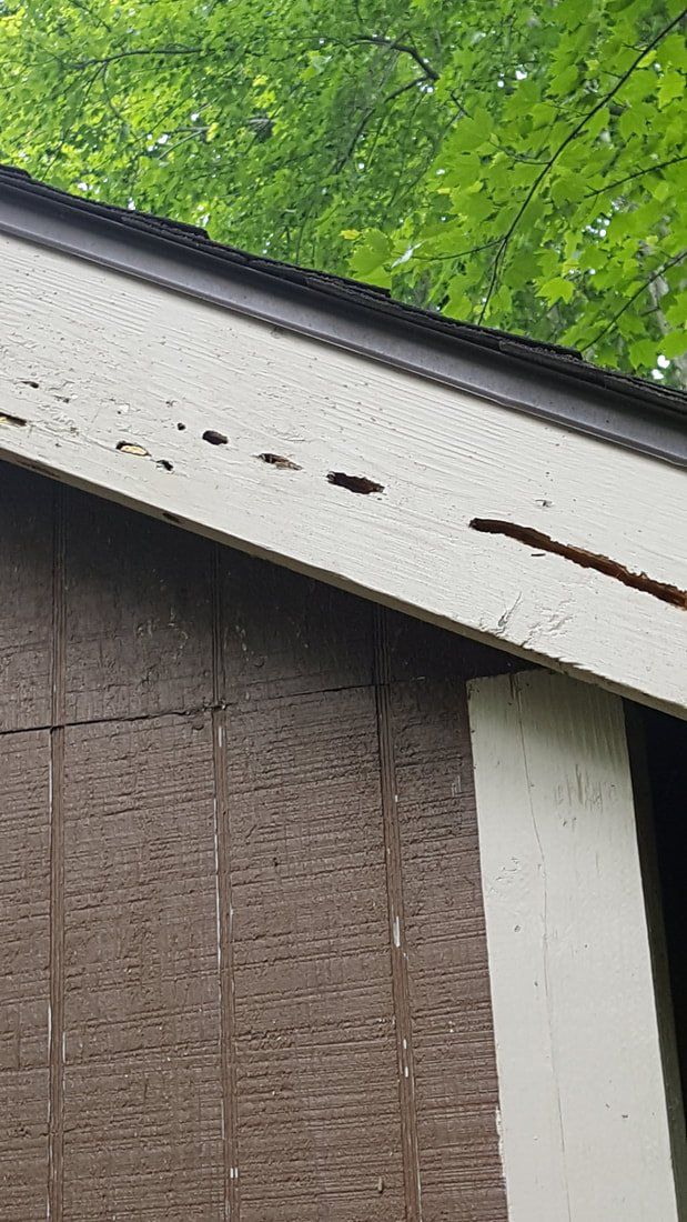 Carpenter Bee Nest and Damage