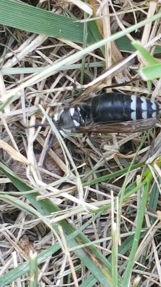 Bald Face Hornet