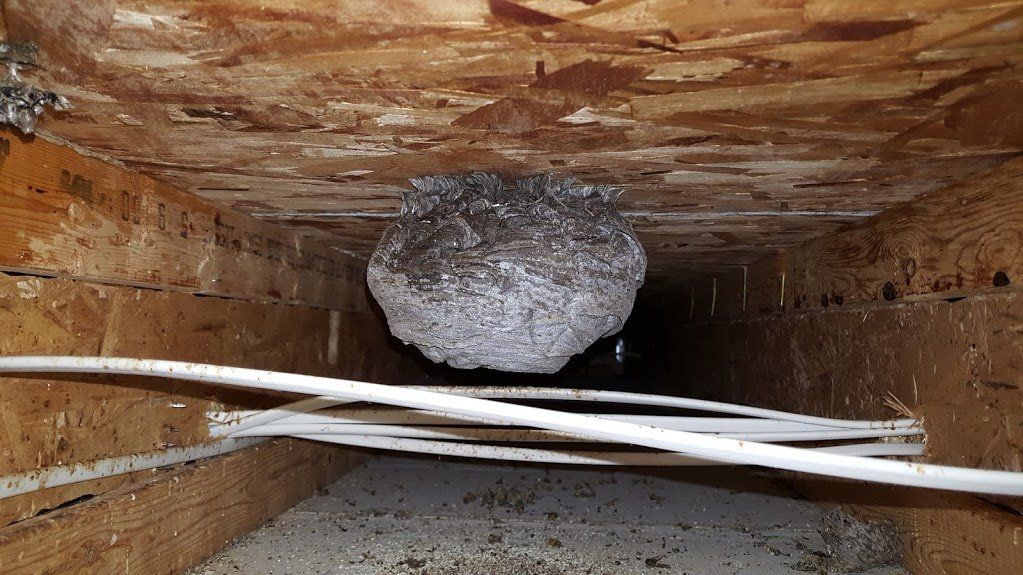 Yellow Jacket Wasp Nest