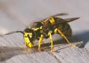 Yellow Jacket Wasp
