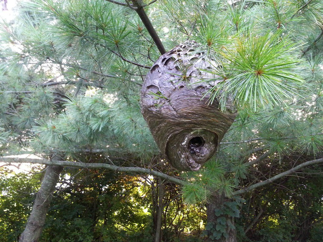 Hornets Nest