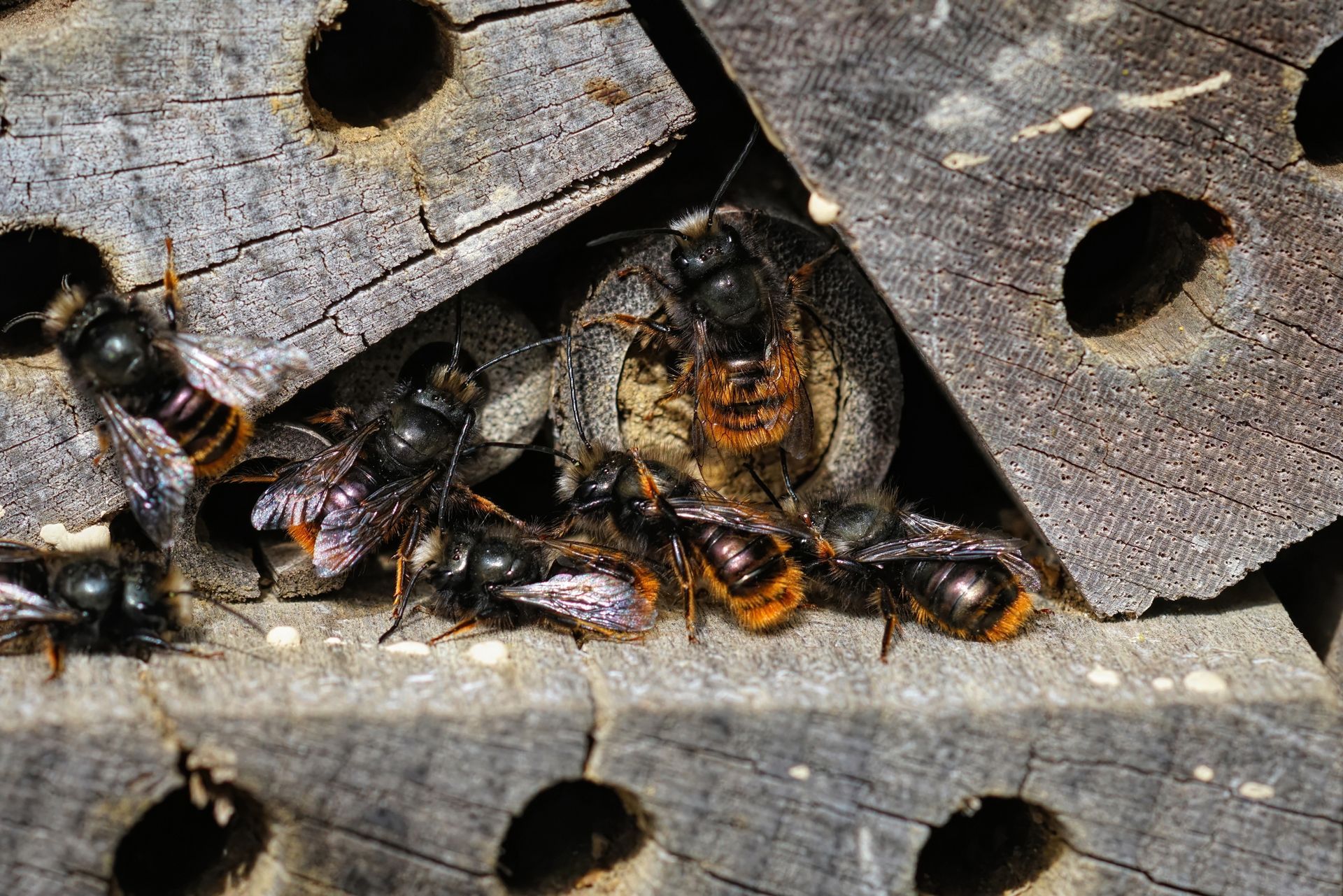 Log Cabin Bee Nest