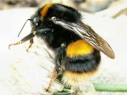 Bumble Bee