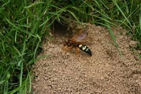 Cicada Killer Wasp going into it's Nest