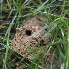 Cicada Killer Wasp Nest