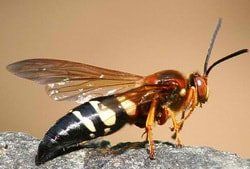 Cicada Killer Wasp