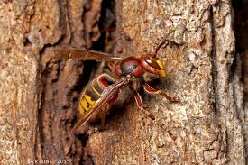 European Hornet