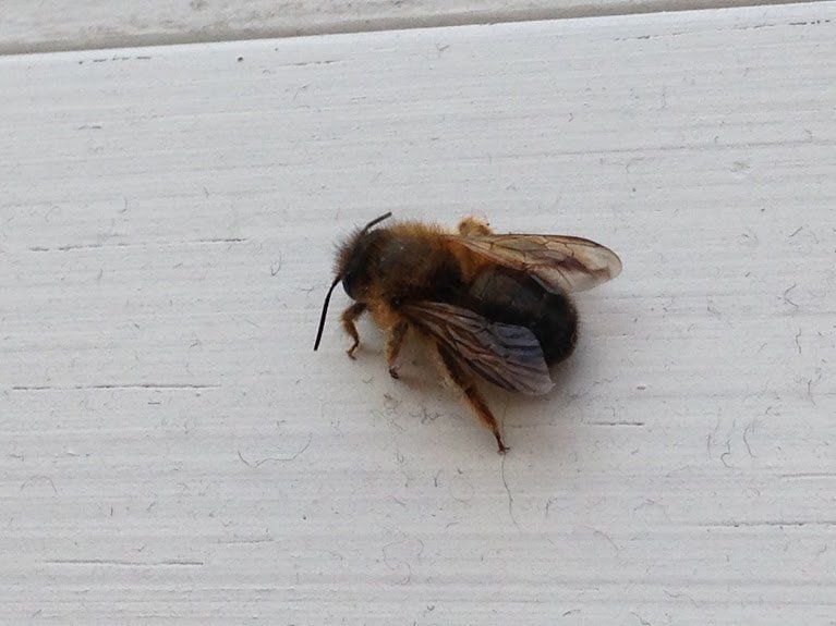 Mining Bee