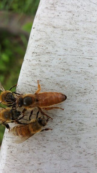 Queen Bee and Her Feeder Bees