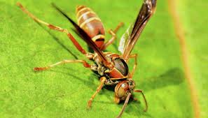 Paper Wasp