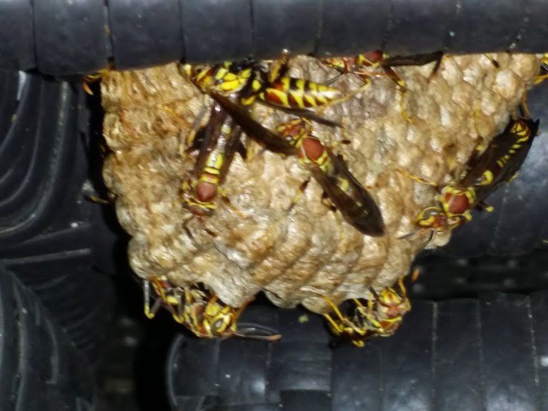 Paper Wasp and their Nest