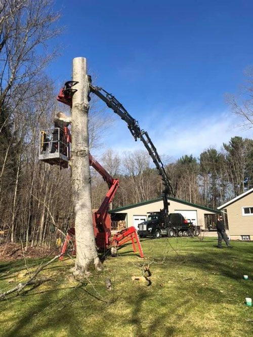 A Machine Cutting Tree | Chardon, OH | Montgomery Tree & Stump Removal