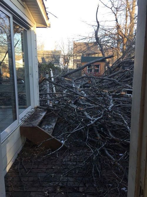 Tree Branches Stump | Chardon, OH | Montgomery Tree & Stump Removal