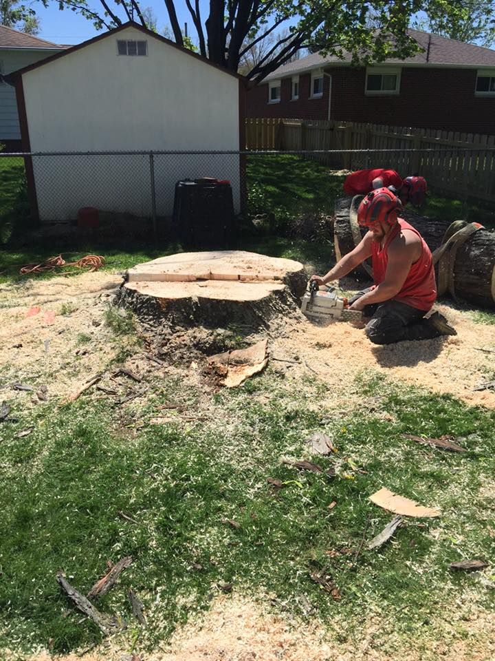Tree Service | Chardon, OH | Montgomery Tree & Stump Removal