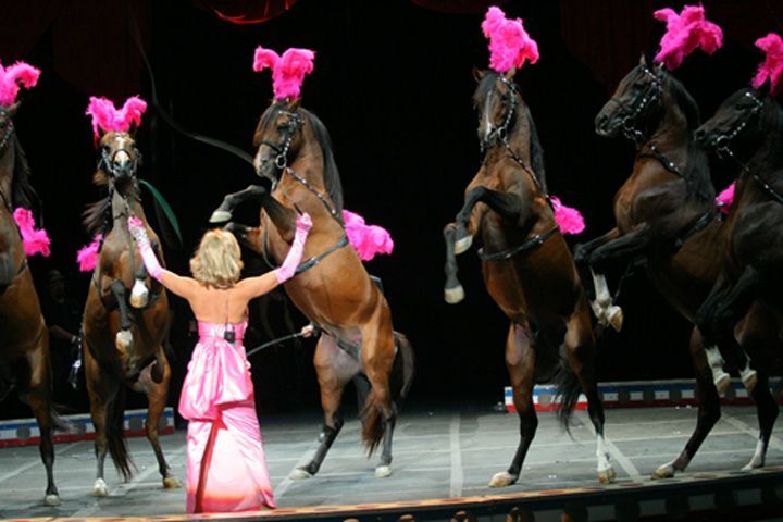 Woman in pink dress leads several rearing brown horses with pink plumes, on a stage.