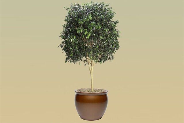 M04 – Ficus Benji