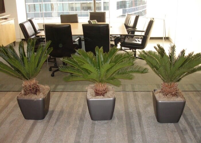 Plants Designing & Maintenance — Inside Office With three Plant Box in Chicagoland, IL