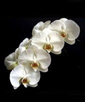 Orchid - Interior Plants Design & Maintenance in Chicagoland, IL
