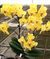 orchid - Interior Plants Design & Maintenance in Chicagoland, IL