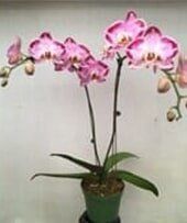 Orchid - Interior Plants Design & Maintenance in Chicagoland, IL