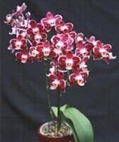 orchid - Interior Plants Design & Maintenance in Chicagoland, IL